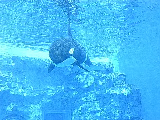 名古屋港水族館 ２０１１年７月１１日 月 ２００４年の４月以来７年ぶりのの水族館 仲良しmちゃんと行ってきました 名古屋港水族館は平成4年 1992年 にオープンした南館と平成13年 01年 に完成した北館の２つの施設からできています